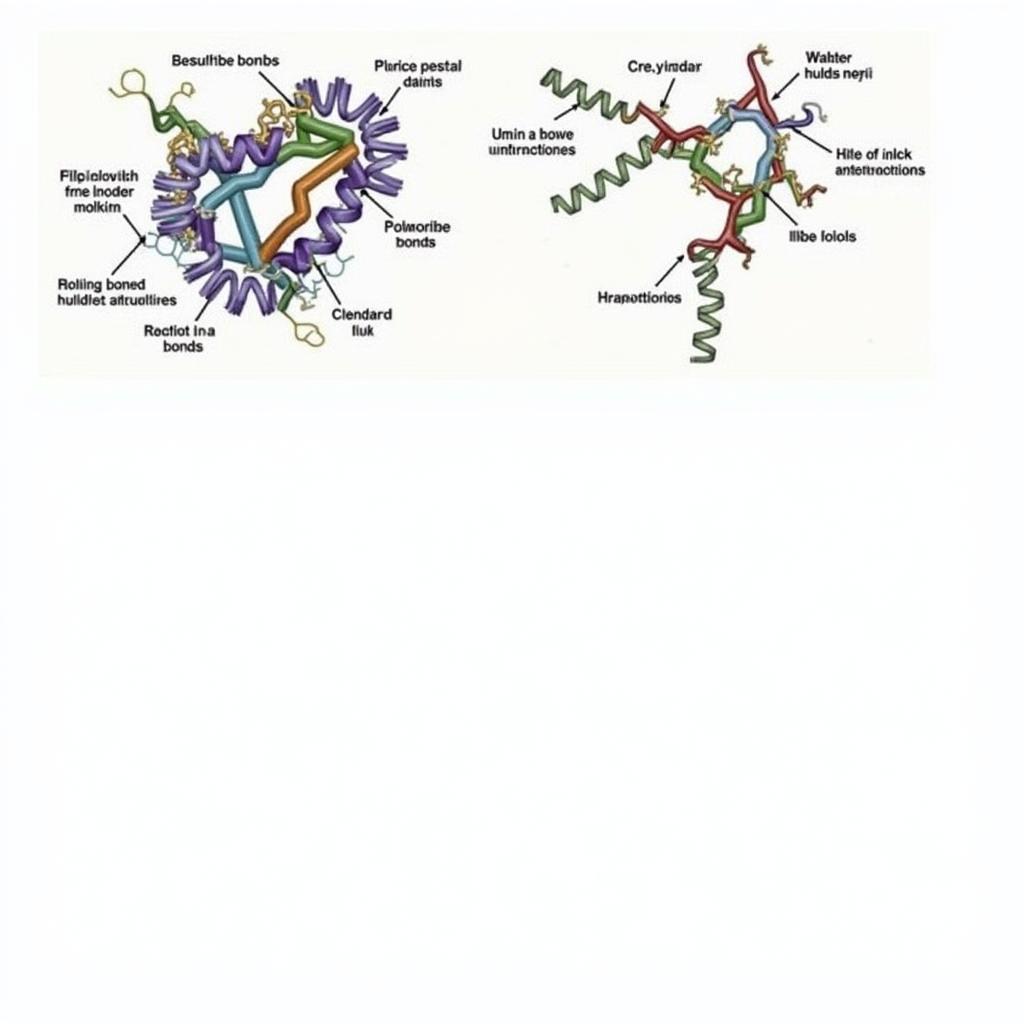 Cấu trúc bậc ba và bậc bốn của protein