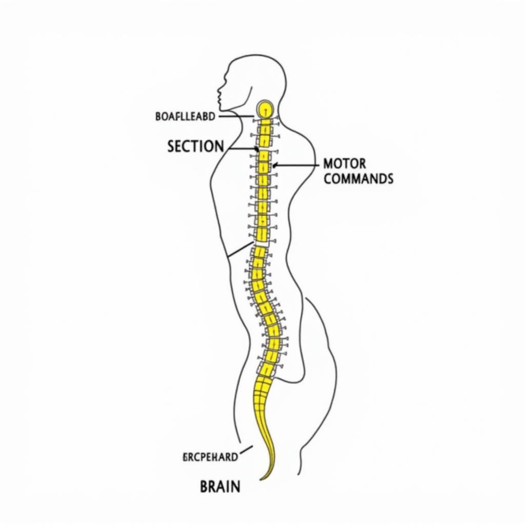 Dẫn truyền tủy sống