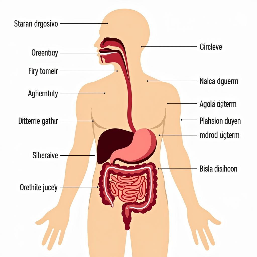 Hệ tiêu hóa người