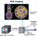 Ứng Dụng Y Sinh Optical Rectification